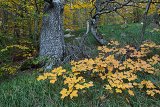 Bosna a Hercegovina 2018 54