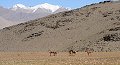 Ladakh 2015 56