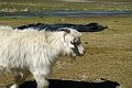 Ladakh 2015 71