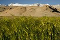 Ladakh 2015 88