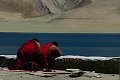 Ladakh 2015 98