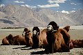 Ladakh 2015 139