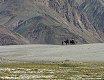 Ladakh 2015 141