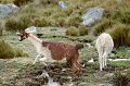 Peru 2017 132